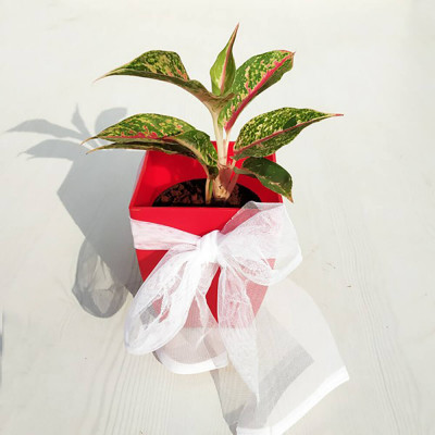 Awesome Aglaonema Butterfly Manis